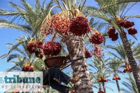 Date palm enters UNESCO checklist | THE DAILY TRIBUNE