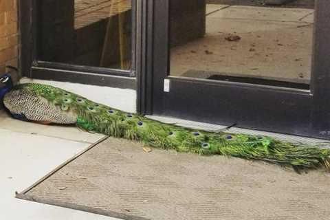 The San Antonio man shows up for work to find a beautiful peacock on guard