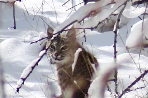 Photo of the week: Bobcat in Fort Collins