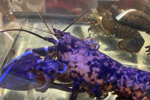 Rare speckled “lucky lobster” finds a new home at the Virginia Museum