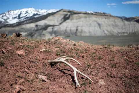 In broad daylight, antler hunters are a much more legitimate place to be