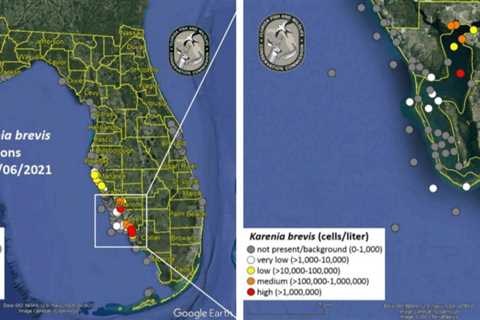 Red Tide has now reached Hillsborough as blooms persist in southwest Florida – News from central Florida