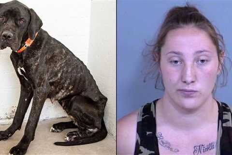 Emaciated Great Dane saved from neglect;  Phoenix wife arrested