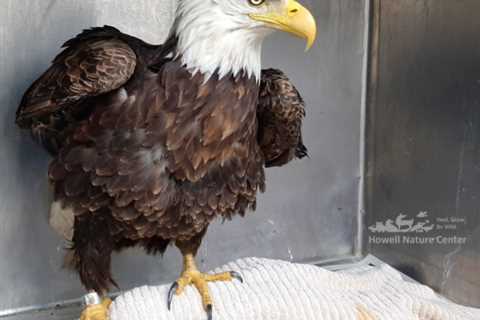 Bald eagle rescued in Ann Arbor after being caught on a fishing line