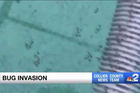 Swarms of insects invade southwest Florida