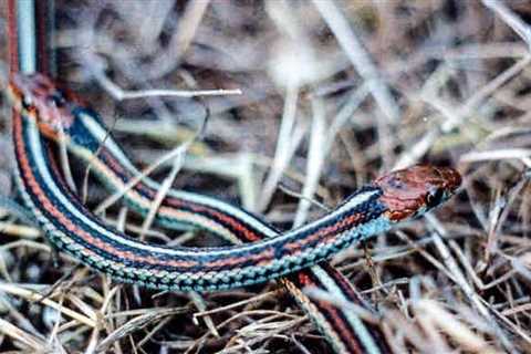 Endangered species that thrive in wetlands at San Francisco Airport