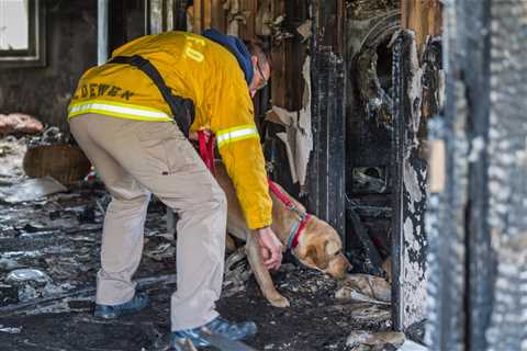 Meet Jersey: The newest member of the North Las Vegas Fire Department