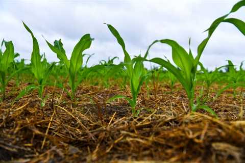 Rain is here, but it won’t make up for the current shortage in St. Cloud