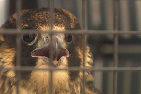 Injured young peregrine falcon found in downtown Grand Rapids by wildlife rehab