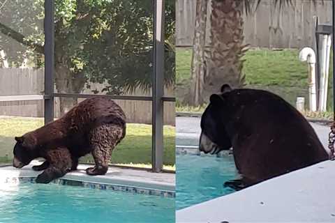 Bear sits in the pool of Naples, Florida