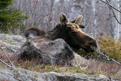 Researchers uncover new knowledge about the Isle Royale wolves and moose