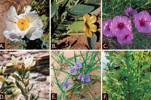 The plants of Amache -WWII internment camp