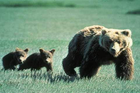 Another grizzly bear attacks hikers in Montana