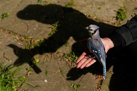 EXPLORER: What makes mid-Atlantic songbirds sick?  |  WFRV Local 5