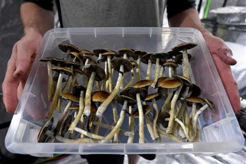 Psilocybin mushroom advocates are beginning group sharing efforts in Denver