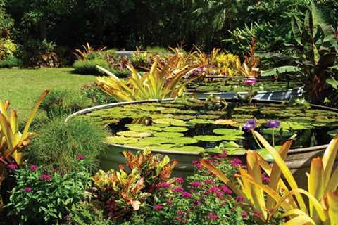 Check out water lily contest hybrids at the Naples Botanical Gardens now