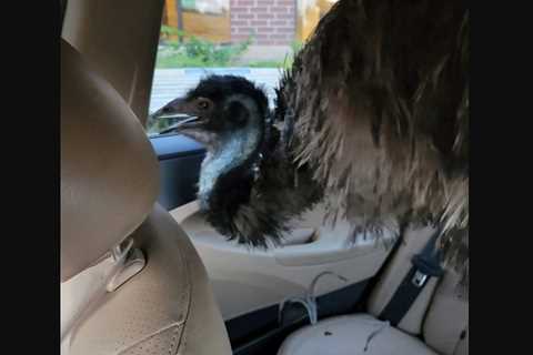 Emu was overwhelmed at Fort Collins and brought to the veterinary clinic in a automobile