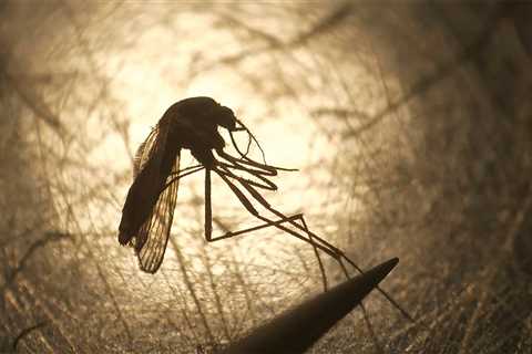 Climate change fueling mosquito explosion in New York City, experts say