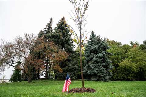 Tree of Liberty planted in Ann Arbor Veterans Park