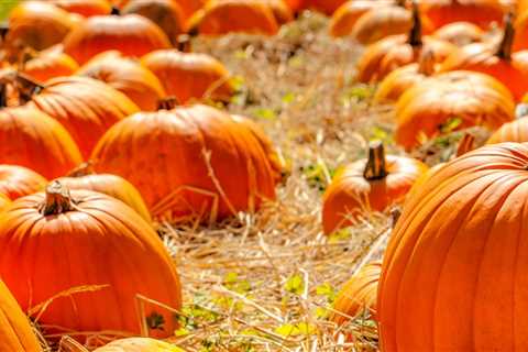 Pumpkin fields open near the Greensboro area