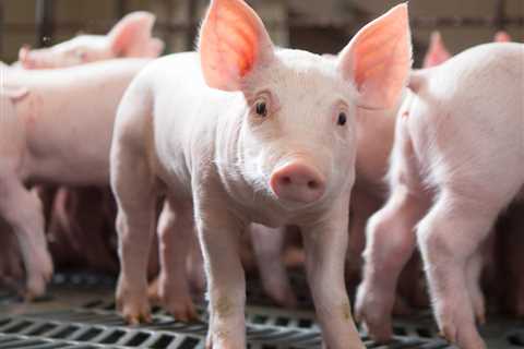 2022 Minnesota Pork Congress to be held in Mankato