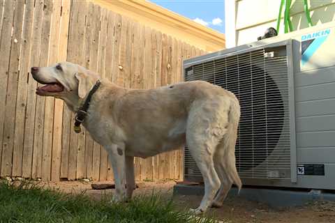 Colorado Springs canine reunited with household after proprietor demise