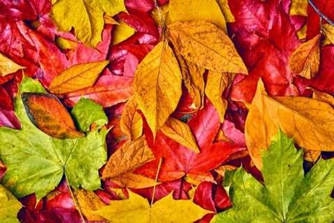 VA leaf color near the summit in Alleghenies, southwest: forest division