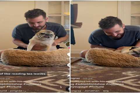 ‘Bones day’ on TikTok: How this viral pug impressed a brand new meme