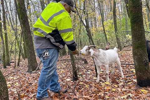 Grazing goats, popular buckthorn foes, come to Waseca County park | Local News