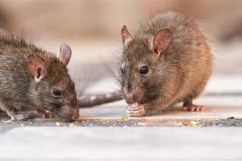 Norfolk and Richmond in top 30 ‘rattiest’ cities in the US, according to national pest-control company