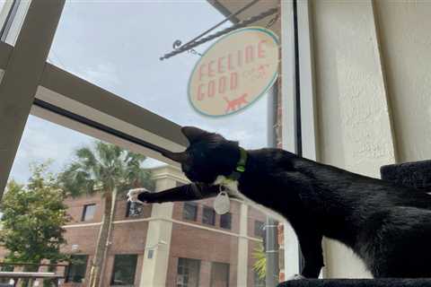 At a cat café in downtown Gainesville, people are feline