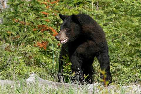 Mother bear euthanized after a man was attacked in Steamboat Springs – Colorado Springs, Colorado