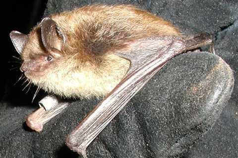 Vermont Fish & Wildlife wants to provide homes for endangered bats