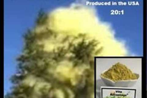 Best Selling #1 Pure Pine Pollen Extract 20:1