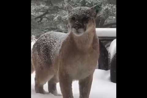 Mountain lion roams through the snowy bouldering yard – Canon City Daily Record