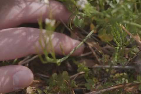 Winston-Salem 12-year-old has knack for finding 4-leaf clovers