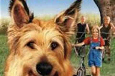 Because of Winn-Dixie (DVD, 2005) Based off the Best Selling Book