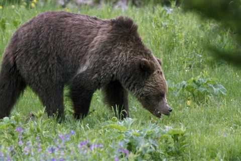 Illinois woman jailed for four days and banished from Yellowstone for encountering grizzly bears