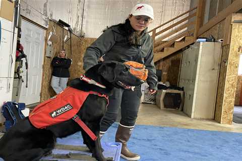 Montana’s Blackfeet Tribe to Use Dogs to Sniff Out Disease and Contaminants