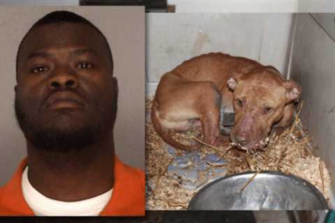 Dog-fighting and Cocaine across three states nets convictions