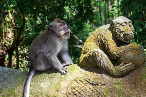 Monkeys in Indonesia use rocks as ‘sex toys’