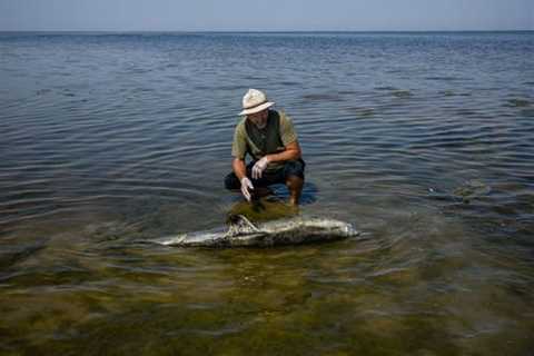 The rise in dolphin deaths in the Black Sea, as well as the impact of Russia’s entry into Ukraine – •