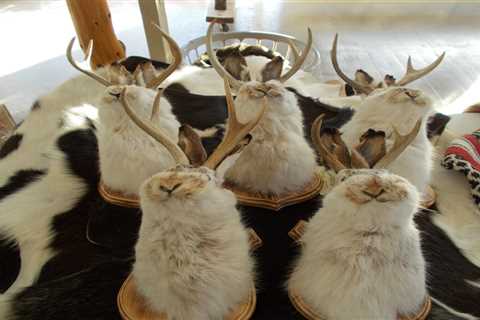 Dealer lot  5  4 point or better  jackalope free shipping PRICED to sell