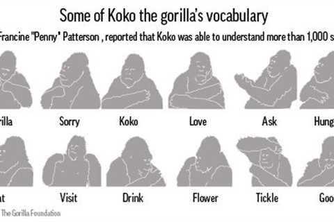 Koko the gorilla used wisdom and empathy to change minds