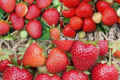 Best Selling Strawberry Mix(Pack of 18 Plants)Earliglow, Honeoye Jewel, Zone:3-8