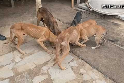 Animal rescue: 26 dogs and cats saved by SPCA after being found chained and malnourished in Houston’s south side