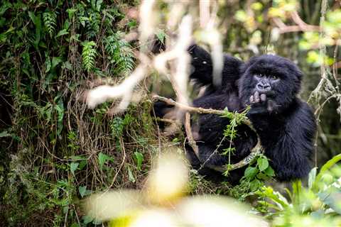 Why gorillas’ viruses are of interest to human scientists