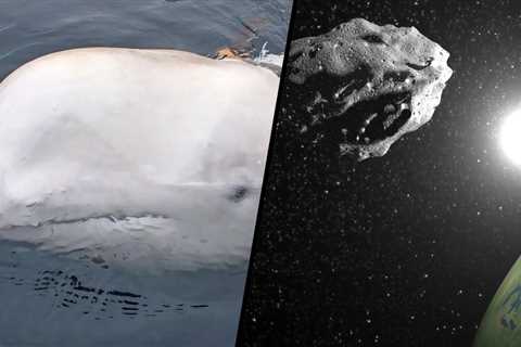 Science news this week: A quasi-moon and a lonely spy whale