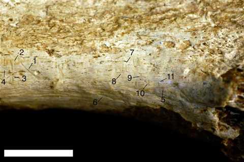 Scientists find cannibal human ancestor species that likely butchered and ate each other