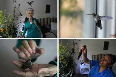 A woman’s passion for hummingbirds leads her to transform her house into a hospital to save them – •